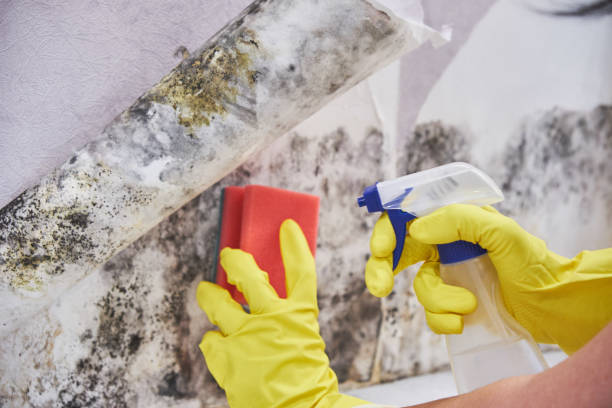 Best Asbestos and Lead Testing During Mold Inspection  in Hampton Manor, NY